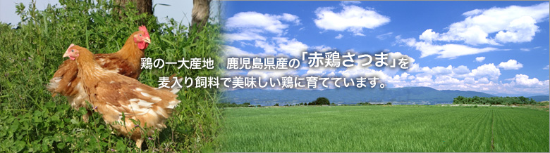 薩摩育ち、麦入りの飼料で大切に育てた赤鶏さつま